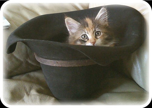 Cat In a Hat.jpg